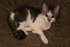   : Scooter