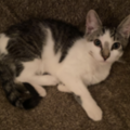   : Scooter