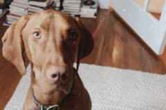   : Oscar 