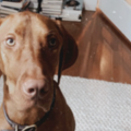   : Oscar 