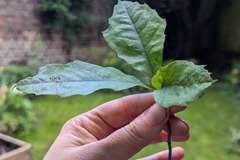 Giving away: Chêne bicolore 