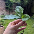 Giving away: Chêne bicolore 