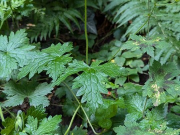 Don: Géranium sauvage