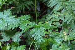 Giving away: Géranium sauvage