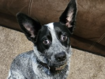   : Blu