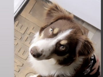   : Bailey 