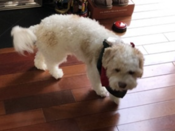   : Mazzie