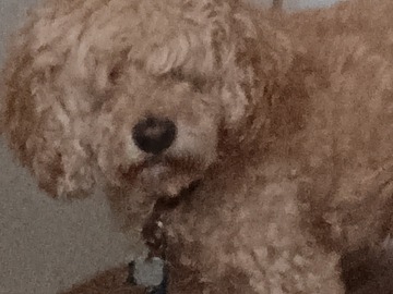  : Toby