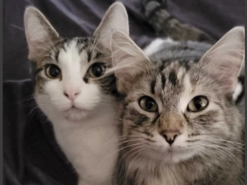   : Mollie and Daisy