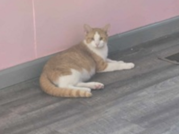   : Chunker