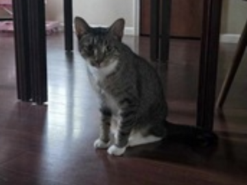   : Turbo