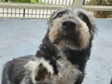   : Bailey