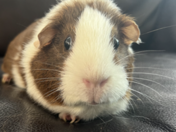   : Mocha