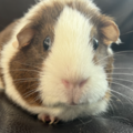   : Mocha