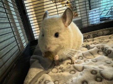   : Chinchilla