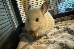   : Chinchilla