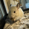   : Chinchilla