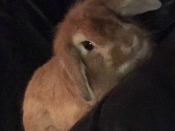   : Ella