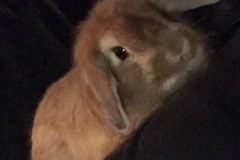   : Ella