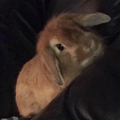   : Ella