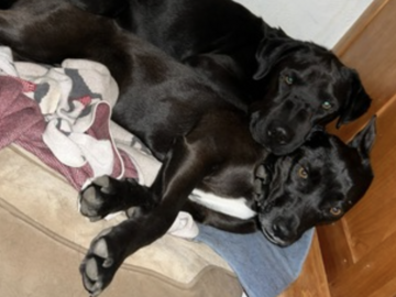   : Gunner and Tessa