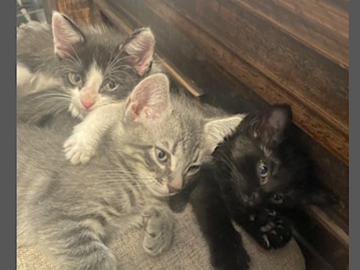   : 3 Kittens