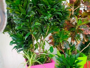Vente: Mon   Croton âgé de 12 ans  