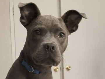   : Brutus 