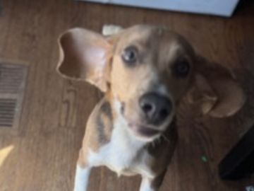   : Baxter