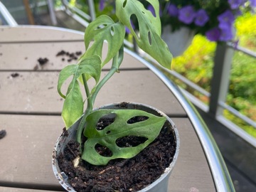 Vente: Monstera séguine