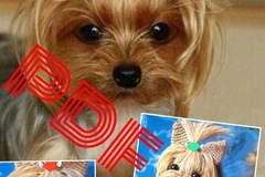 Vente au détail: Modèle chien York au crochet.Pattern avec tutoriels en français 