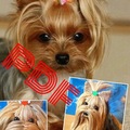 Vente au détail: Modèle chien York au crochet.Pattern avec tutoriels en français 