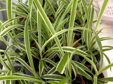 Vente: Chlorophytum