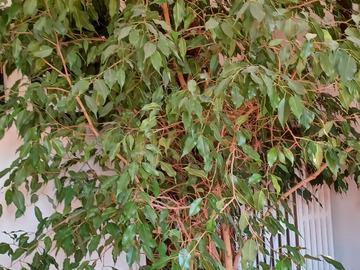 Vente: Ficus beljamin