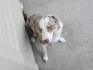   : Scout