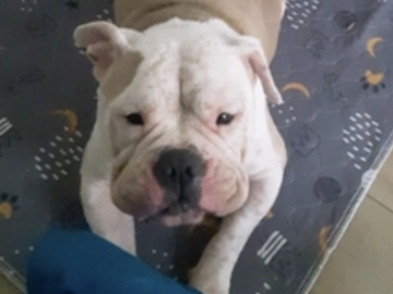   : Luna