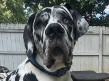   : Dozer