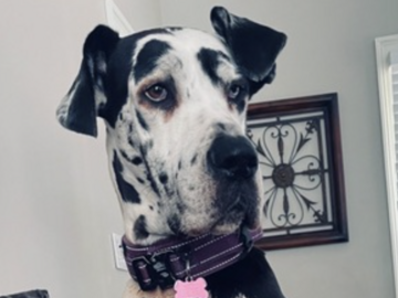   : Bella