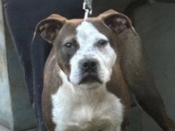   : Bruce