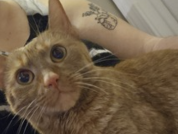   : Peaches