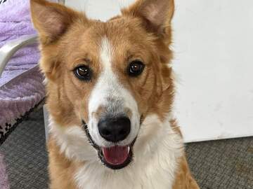   : BoCephus