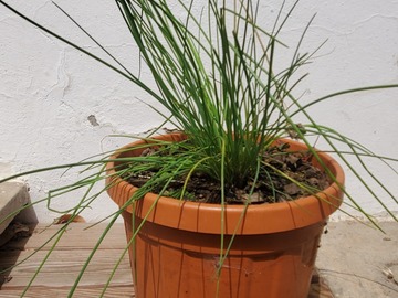 Sales: Ciboulette - Plant BIO