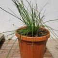 Vente: Ciboulette - Plant BIO