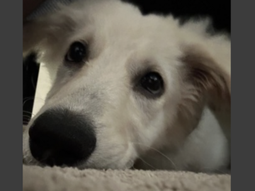   : Marley