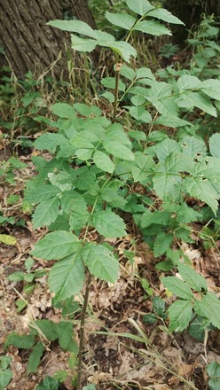 Jeunes arbres (chênes, Fresnes, érables etc.)
