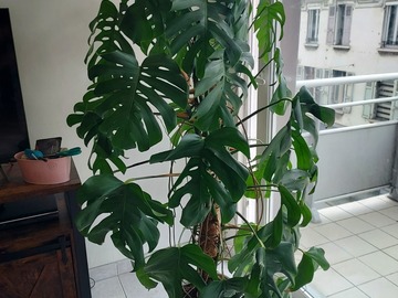 Vente: Monstera Deliciosa