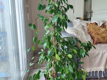 Vente: Ficus Benjamina