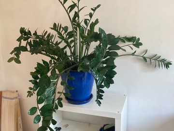 Vente: Grande Zamioculcas