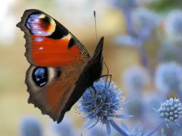 Selling: BUTTERFLY - TRANSFORMATION