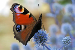 Selling: BUTTERFLY - TRANSFORMATION